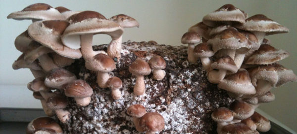 Japonské houby Shiitake - pravý elixír života a dlouhověkosti známý již 2000 let