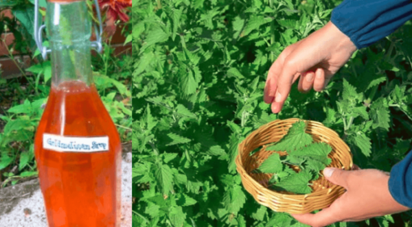 Zázračný sirup z meduňky_Dejte si ho před spaním a v noci se nebudete budit_alternativnimagazin_cz