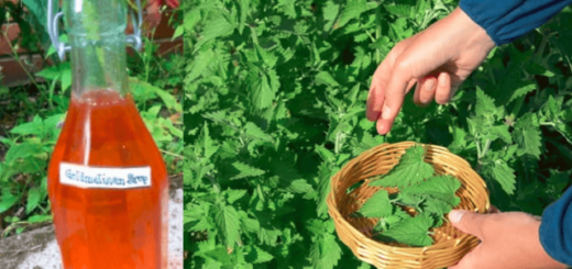 Zázračný sirup z meduňky_Dejte si ho před spaním a v noci se nebudete budit_alternativnimagazin_cz