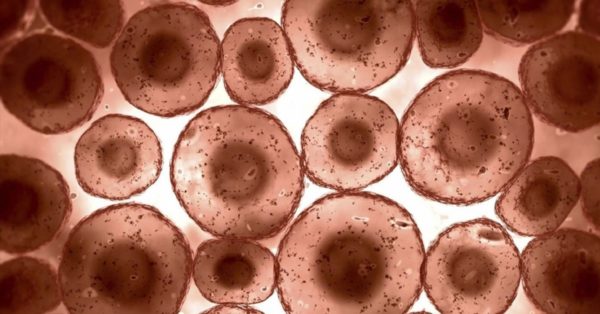 Vědci tvrdí_ Imunitní systém můžete opravdu restartovat_Trvá to jen 3 dny!